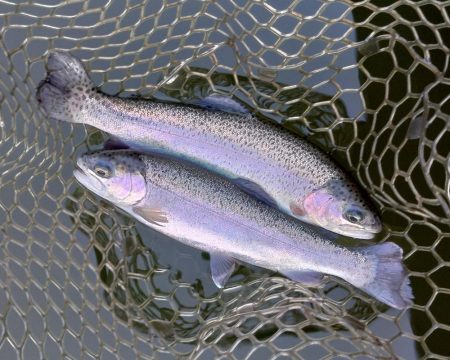 大安トラウトレイク釣果